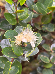 Myrcianthes oreophila