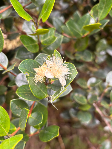 Myrcianthes oreophila, photograph 3