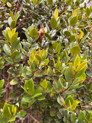 Myrcianthes oreophila, photograph (c) capacoscar, some rights reserved (CC BY)