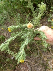 Rayjacksonia phyllocephala