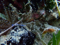 Ancylomenes pedersoni