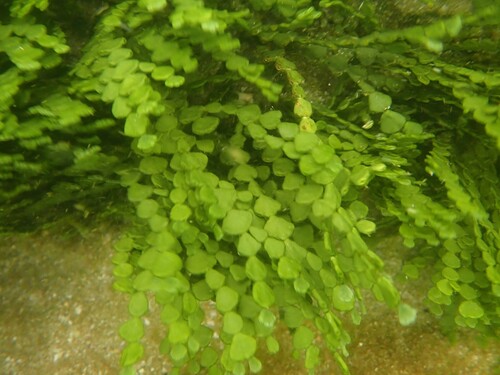 Halimeda gracilis observed 2025-07-14