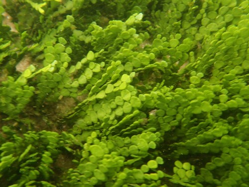 Halimeda gracilis observed 2025-07-14