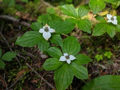Cornus unalaschkensis