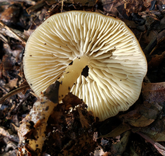 Gamundia striatula