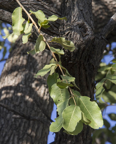 Combretum imberbe image