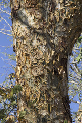 Commiphora glandulosa