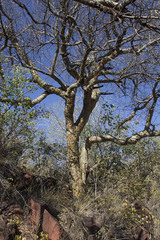 Commiphora glandulosa