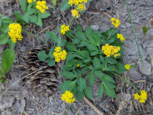 Strickland's umbrella-wort (Tauschia stricklandii)