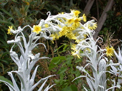 Senecio niveoaureus