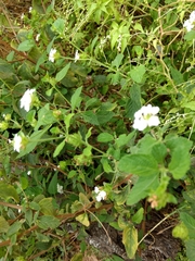 Lantana velutina
