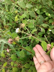 Lantana velutina