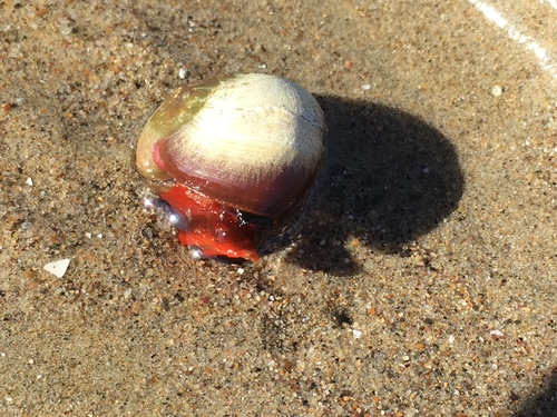 iNaturalist observation photo of Norris's Topsnail