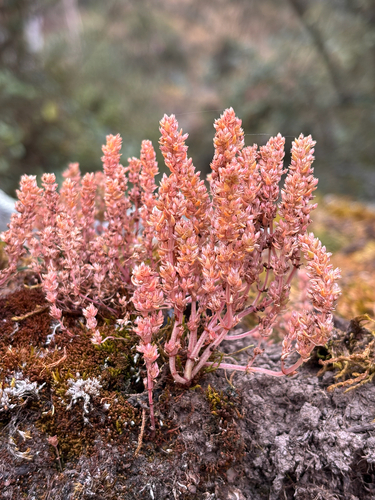 Siberian pygmyweed (Crassula sieberiana)