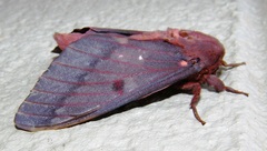 Citheronia sepulcralis