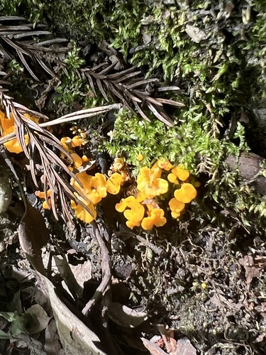 Dicephalospora rufocornea