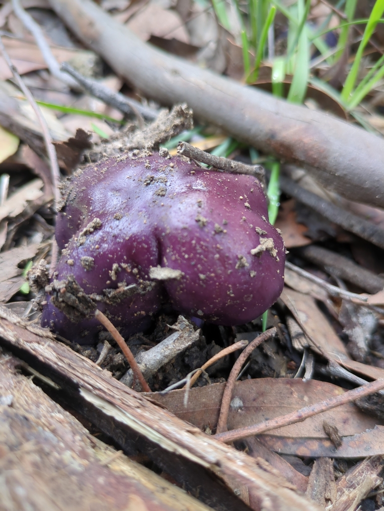 Cortinarius archeri · July 2025 · photo: © bbdown (iNaturalist, cc0)