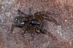 Zoicinae