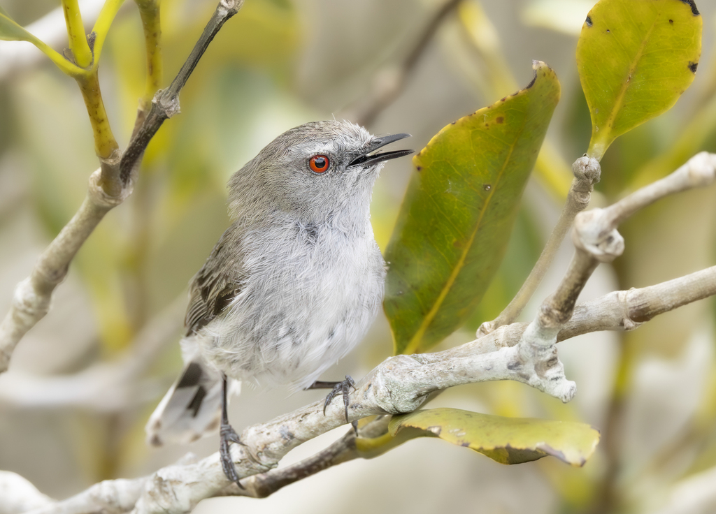 Gray Gerygone photo