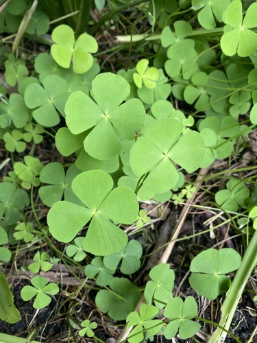 Marsilea crenata iNat (1)