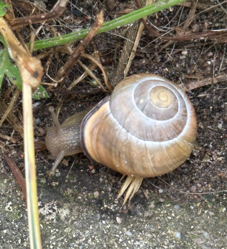 Cepaea nemoralis