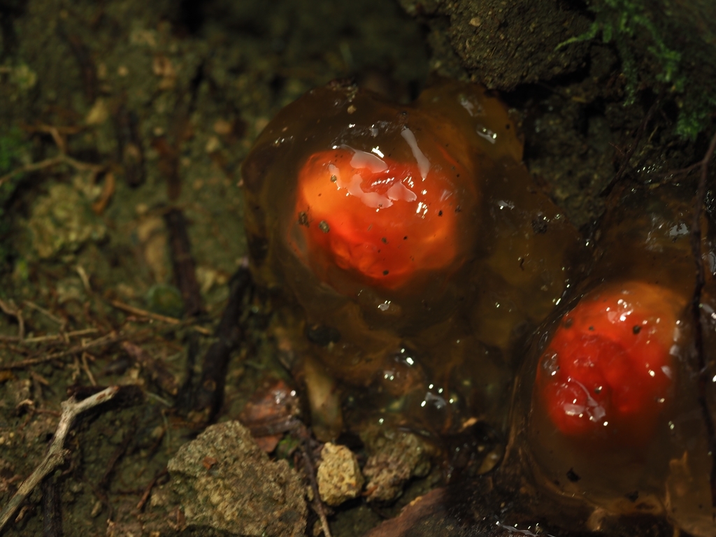 Calostoma sinocinnabarinum