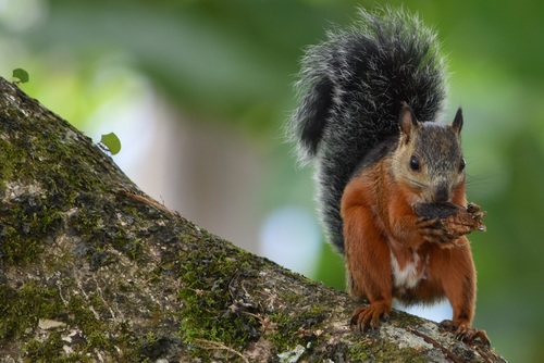 Variegated Squirrel