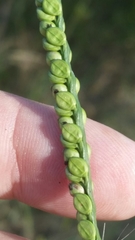 Paspalum floridanum