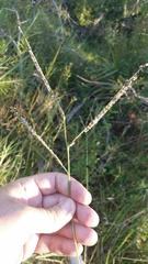 Paspalum floridanum