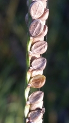 Paspalum floridanum