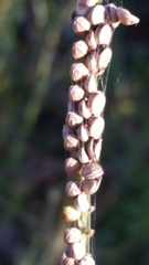 Paspalum floridanum