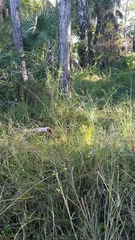 Paspalum floridanum