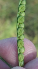 Paspalum floridanum
