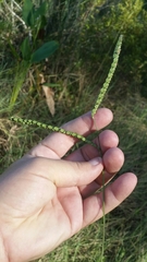 Paspalum floridanum