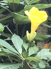 Tabernaemontana glabra