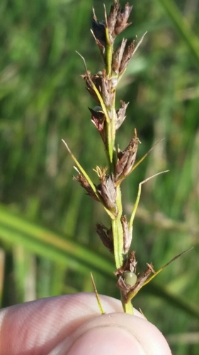 Image of Scleria lacustris by (c) Jay Horn, some rights reserved (CC BY)