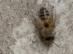 Apis mellifera