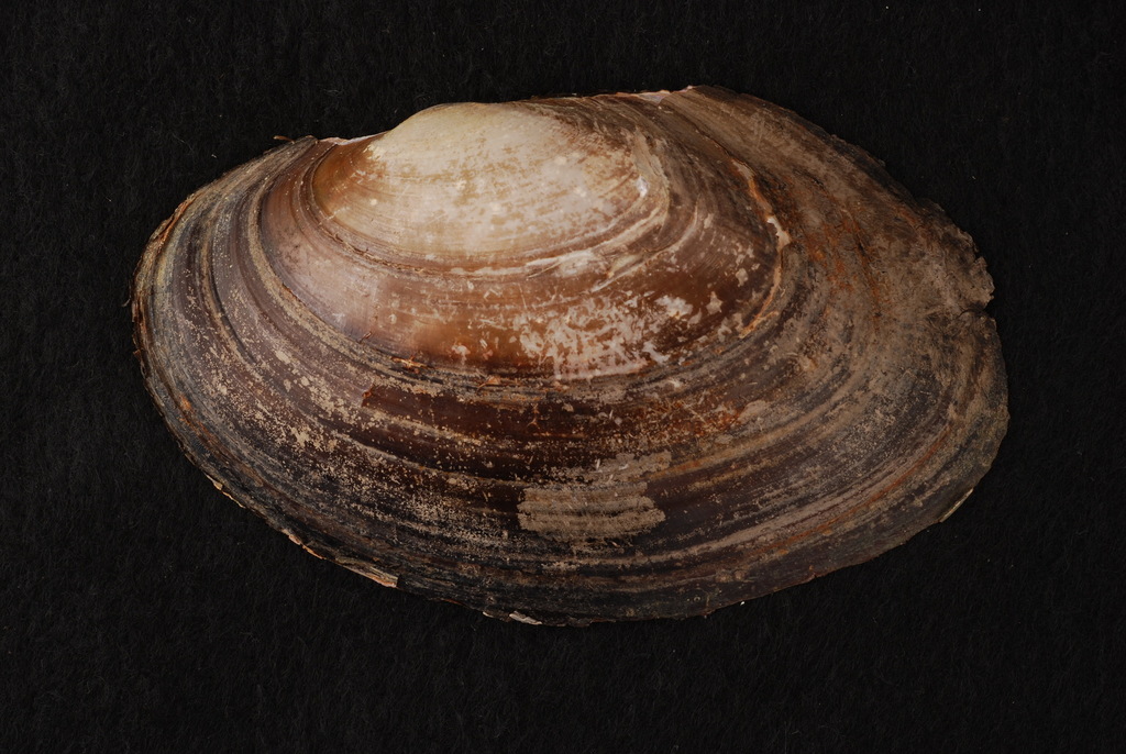 Pink Papershell