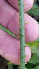 Smilax bona-nox image