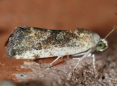 Ponometia fasciatella