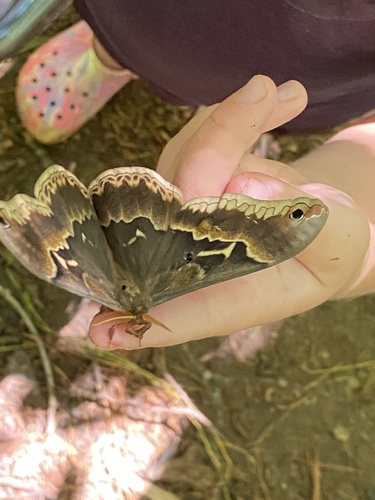 Tulip-tree Silkmoth photo 4