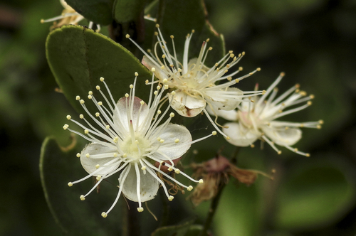 Myrcianthes leucoxyla, photograph 2