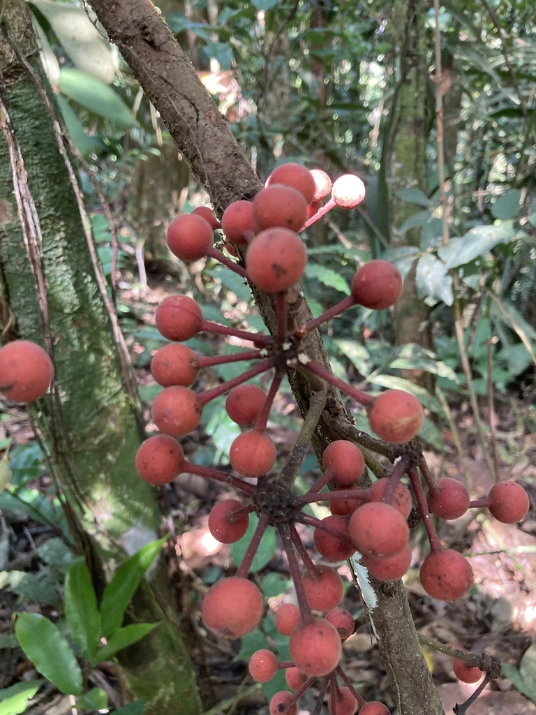 Cremastosperma cauliflorum
