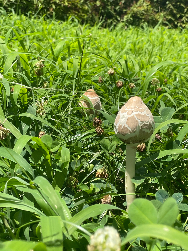Chlorophyllum molybdites · July 2025 · photo: © bios_biota (iNaturalist, cc0)