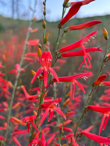 Penstemon labrosus