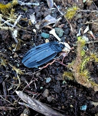 Oxelytrum lineatocolle