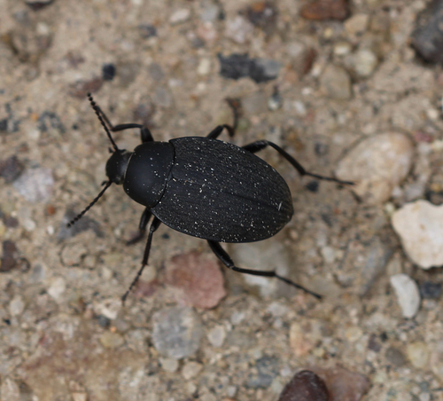 Plains False Wireworm Beetle photo 4