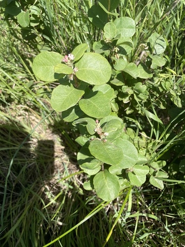 Western Snowberry