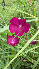 Callirhoe digitata, photograph (c) Zachary Long, some rights reserved (CC BY)