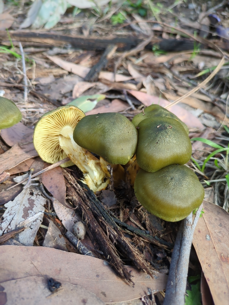 Cortinarius austrovenetus · July 2025 · photo: © bbdown (iNaturalist, cc0)